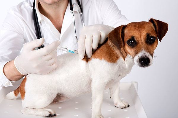 calendario-de-vacunación-de-los-perros