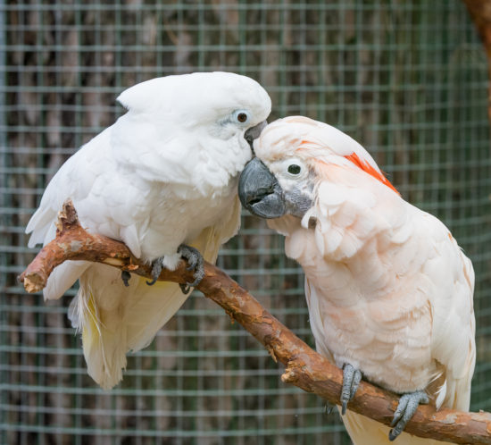 Two lovers White cockatoos parrot sitting on a branch and cooing. Lovely couple of cockatoos.
