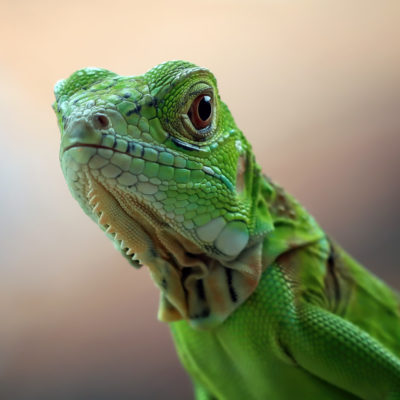 beautiful-green-iguana-closeup-head-wood-animal-closeup