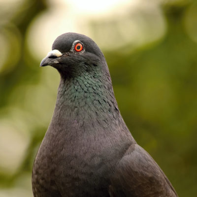 close-up-pigeon-looking-camera