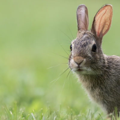 A closeup shot of a cute gray bunny