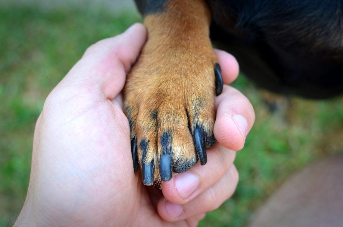 Human's hand and dog's paw handshake.