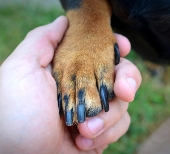 Human's hand and dog's paw handshake.